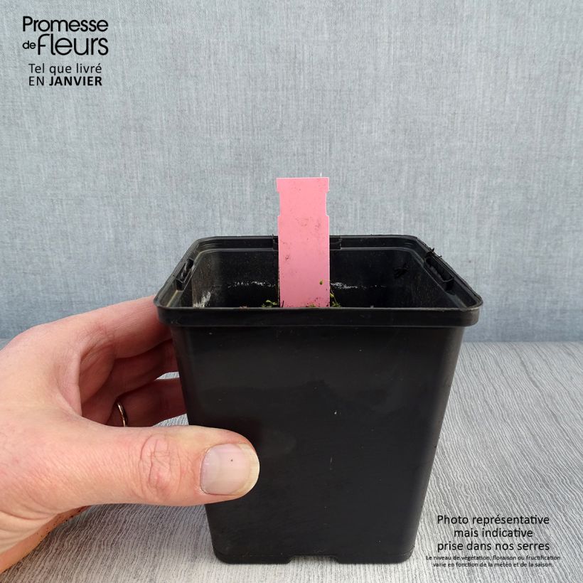 Dactylorhiza majalis Vasetto da 8/9 cm esemplare consegnato in inverno