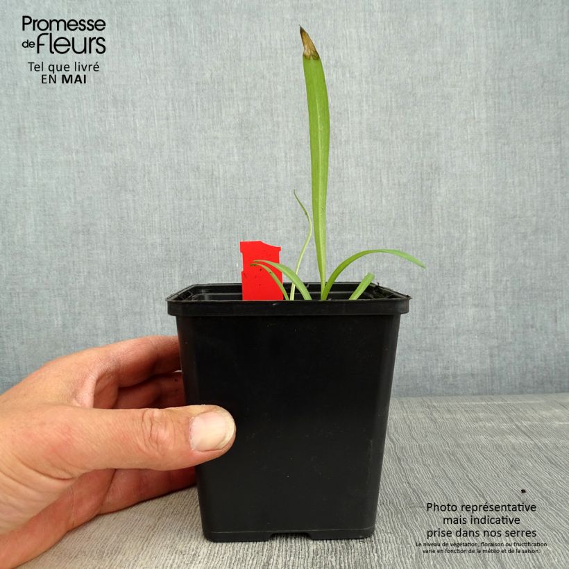 Dactylorhiza majalis Vasetto da 8/9 cm esemplare consegnato in primavera