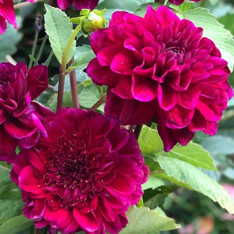 Dalia a fior d'anemone Purple Bouquet (Fioritura)