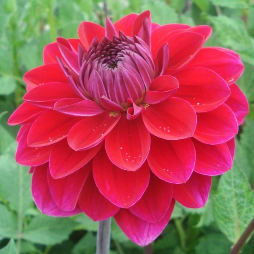 Dalia decorativa Anne Cornelia (Fioritura)