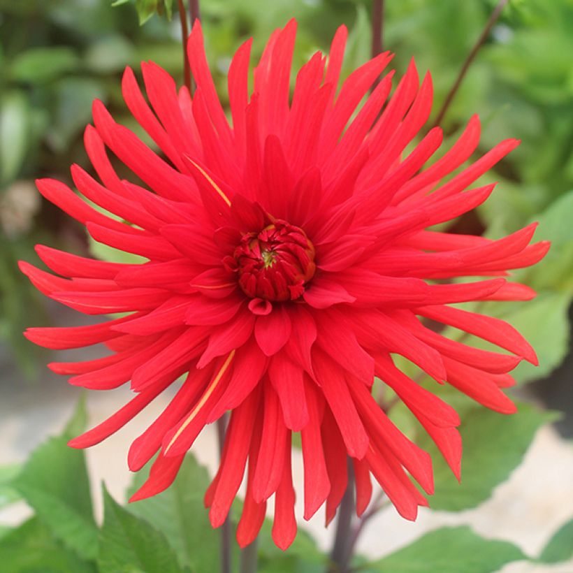 Dalia cactus Berger's Record (Fioritura)