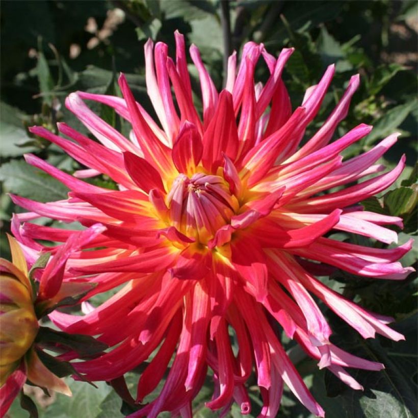 Dalia cactus Bora Bora (Fioritura)