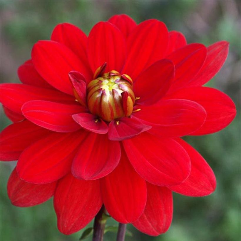 Dalia Contessa (Fioritura)