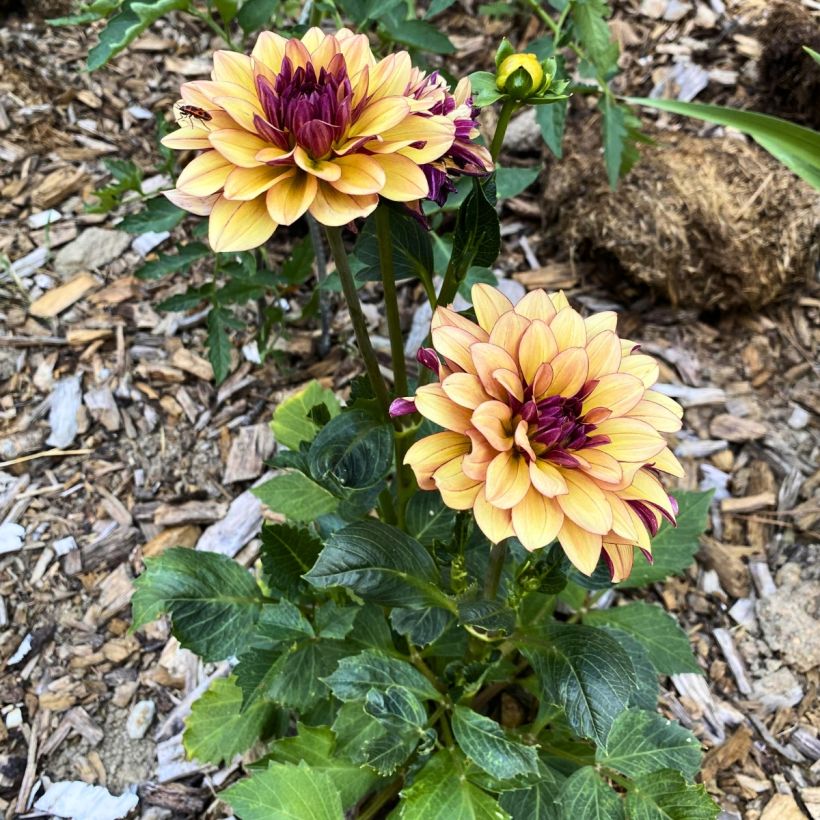 Dalia decorativa Crème de Cognac (Porto)