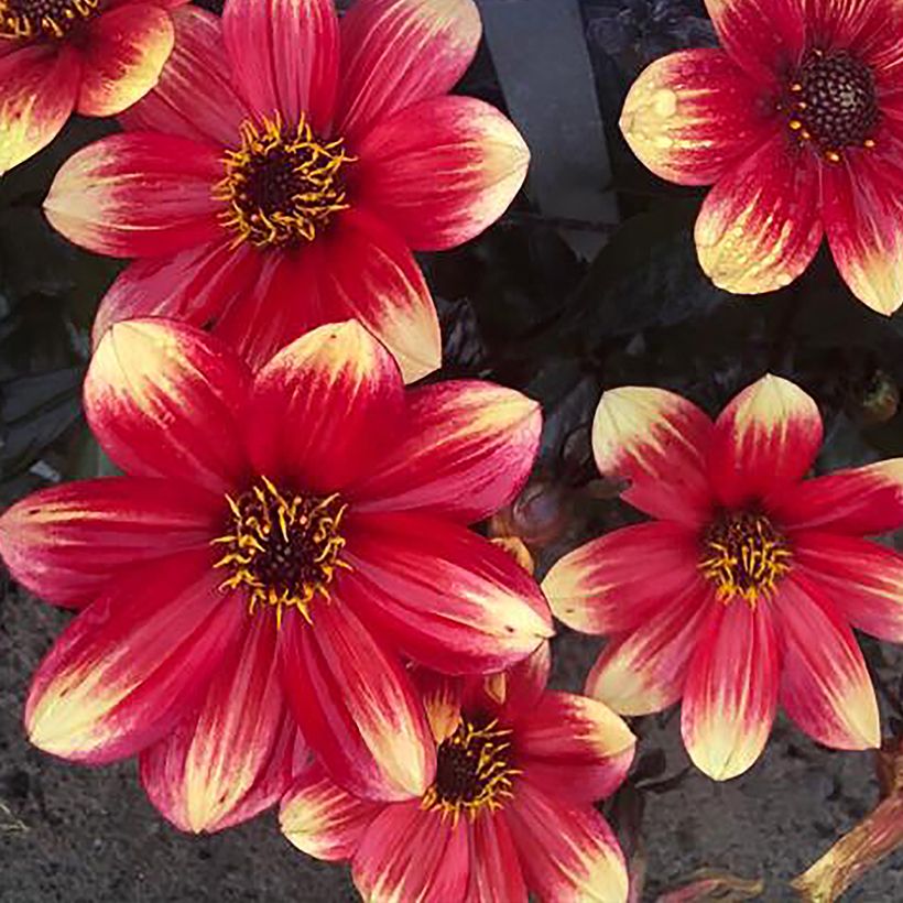 Dalia Dahlegria Bicolore (Fioritura)