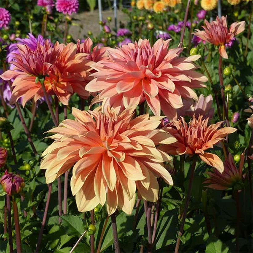 Dalia decorativa Babylon Bronze (Fioritura)