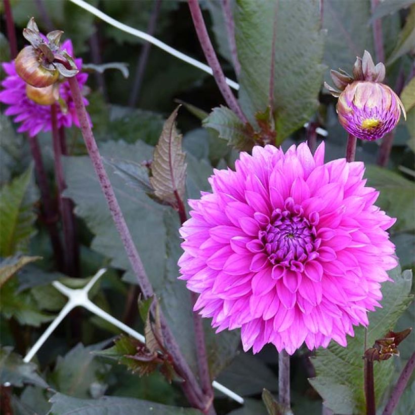 Dalia decorativa Evening Breeze (Fioritura)
