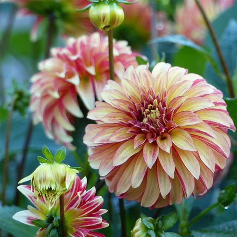 Dalia decorativa Irish Pinwheel (Fioritura)