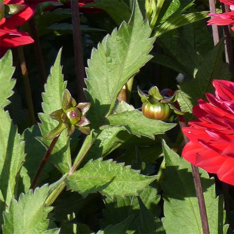 Dalia decorativa Karma Amora (Fogliame)