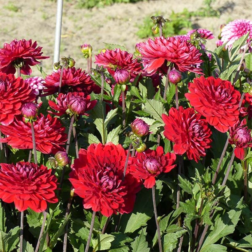 Dalia decorativa Karma Amora (Fioritura)