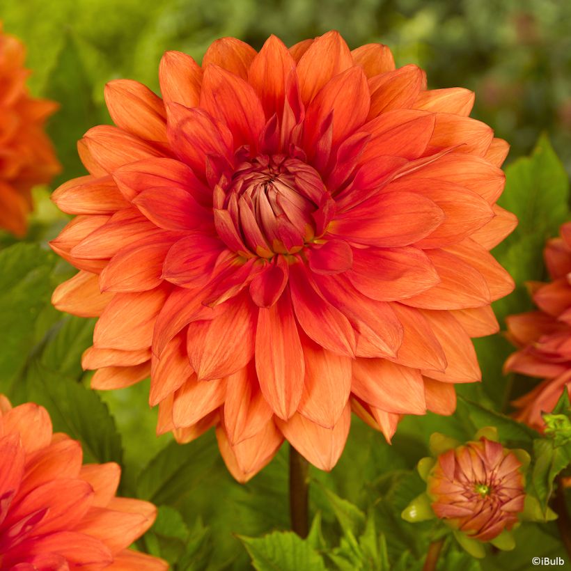 Dalia decorativa Mrs Eileen (Fioritura)