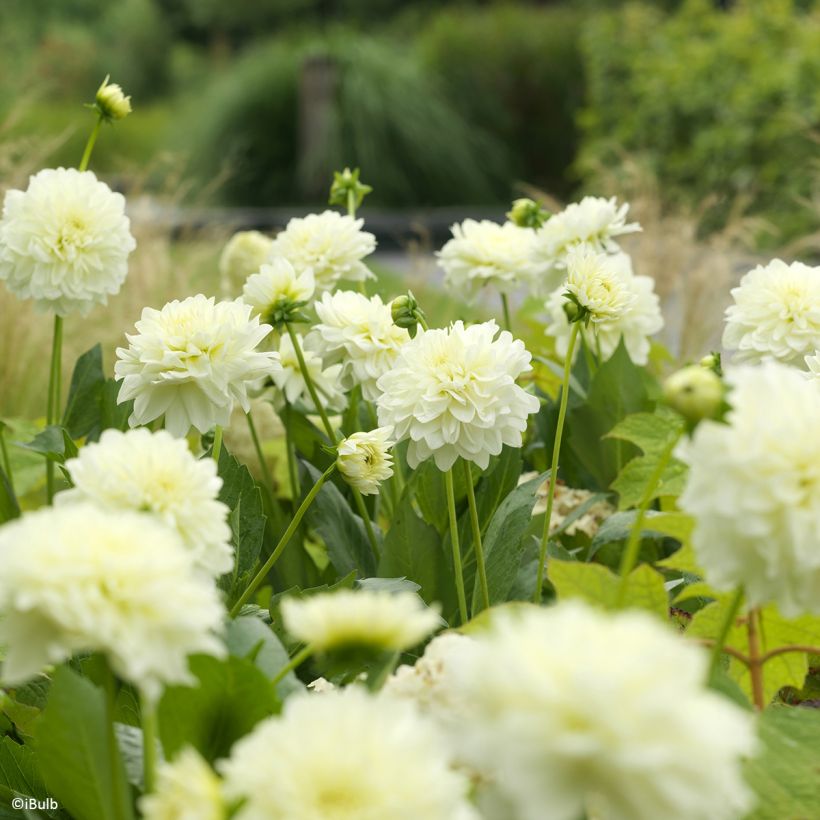 Dalia decorativa Karma Serena (Fioritura)