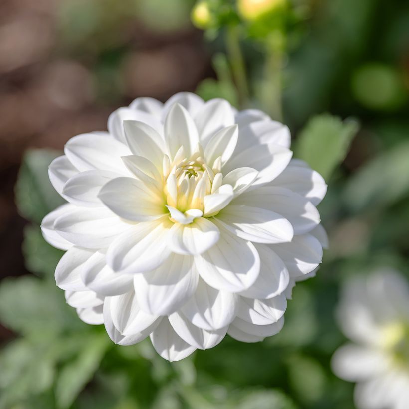 Dalia decorativa White Onesta (Fioritura)