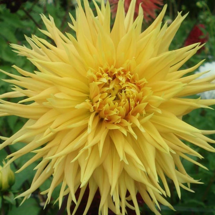 Dalia cactus Encore (Fioritura)
