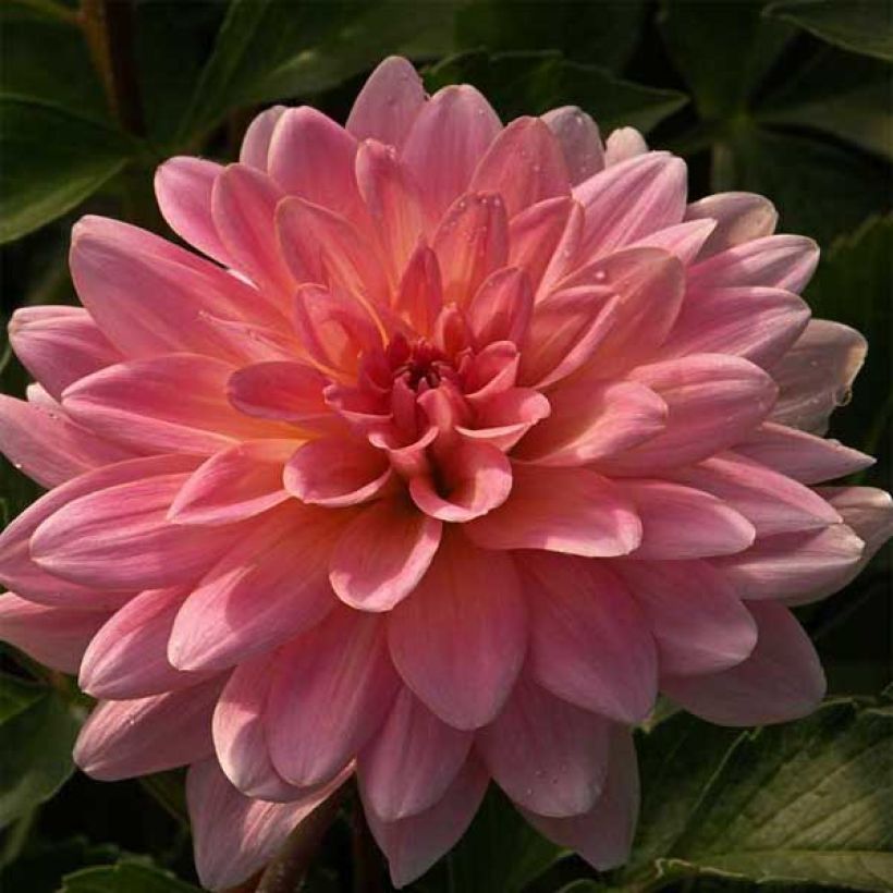 Dalia Gerrie Hoek (Fioritura)