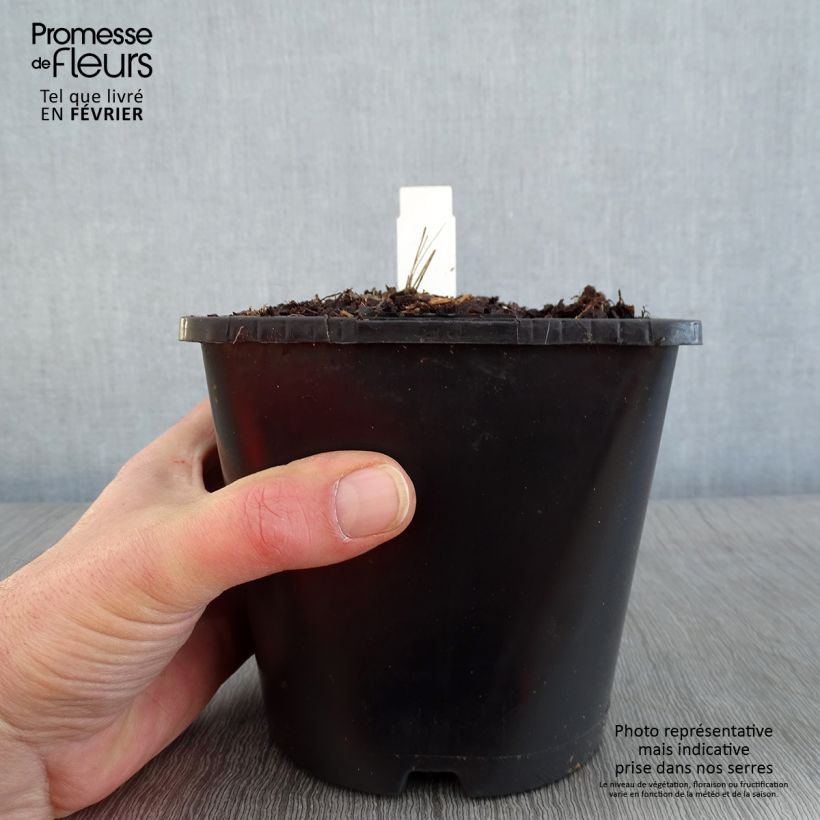 Dalia Honka Izarra Vaso da 2L/3L esemplare consegnato in inverno