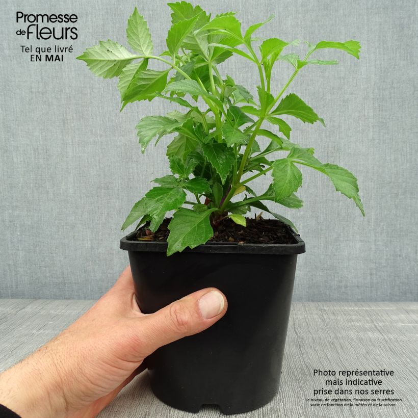 Dalia Honka Izarra Vaso da 2L/3L esemplare consegnato in primavera