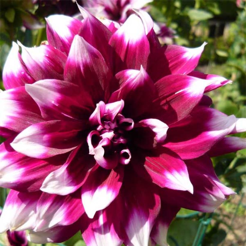 Dalia decorativa Mystery Day (Fioritura)