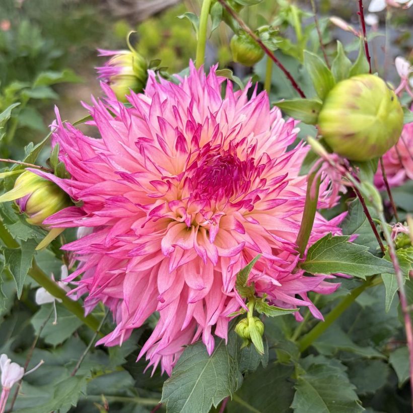 Dalia decorativa Myrtle's Folly (Fioritura)