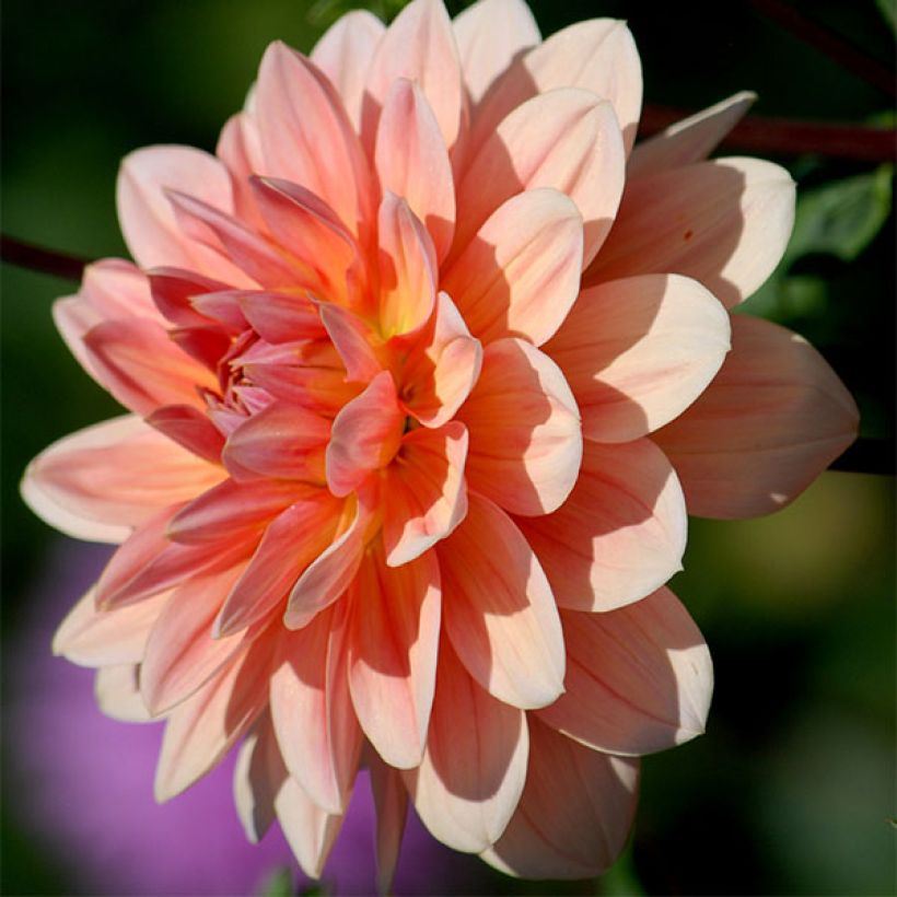 Dalia Yvonne (Fioritura)