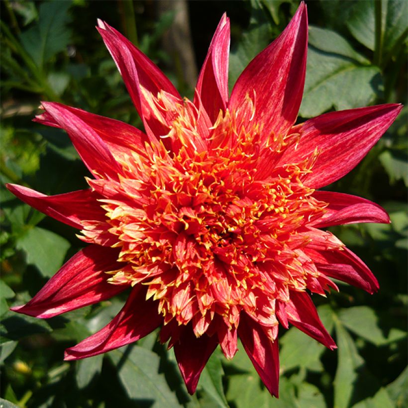 Dalia a fior d'anemone Jive (Fioritura)