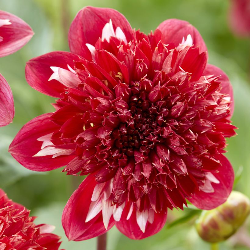 Dalia a fior d'anemone Speech (Fioritura)