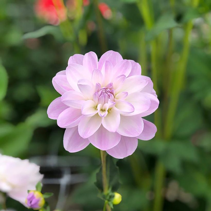 Dalia Porcelain (Fioritura)