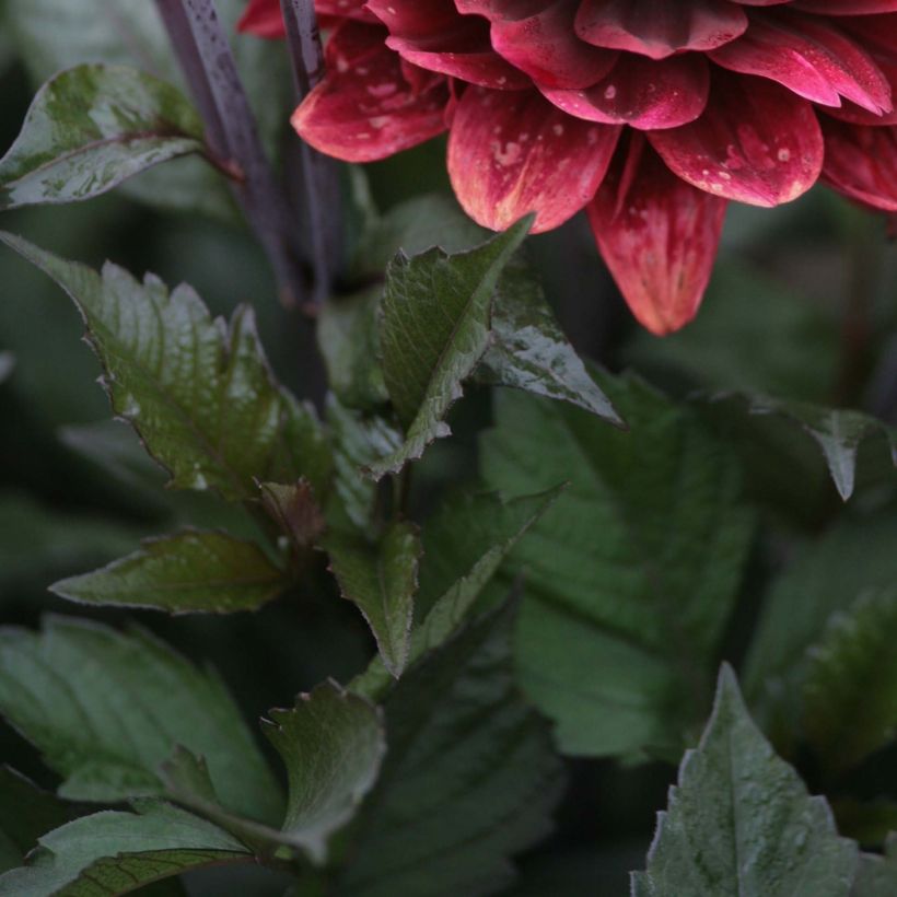 Dalia decorativa After Dusk (Fogliame)