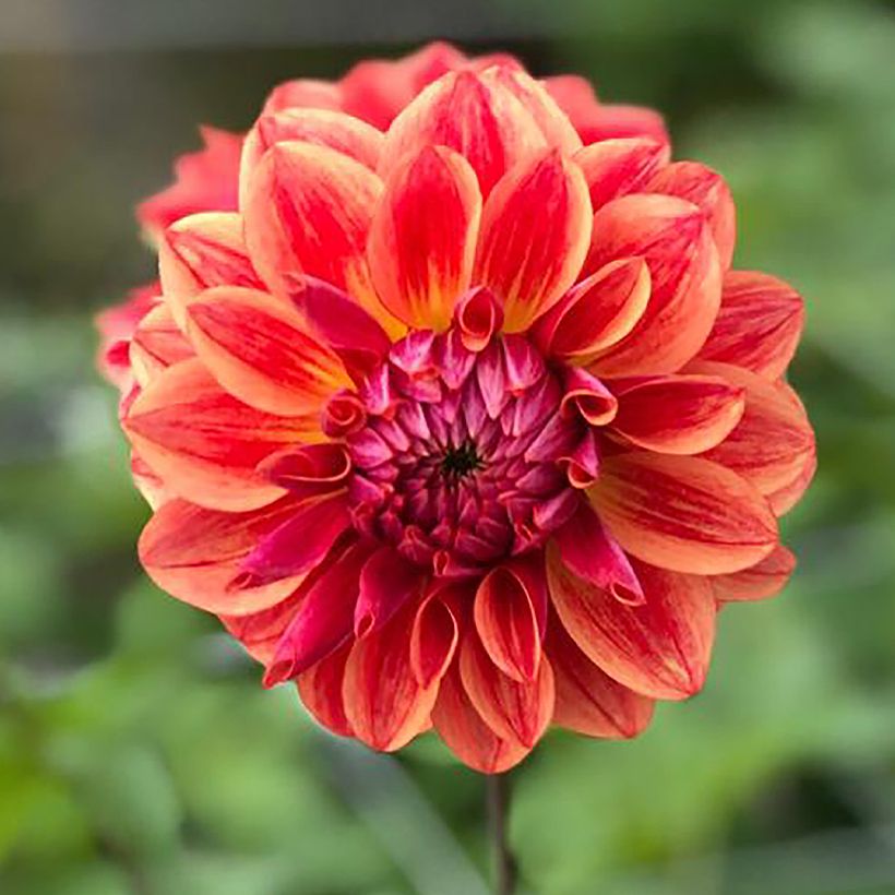 Dalia decorativa All That Jazz (Fioritura)