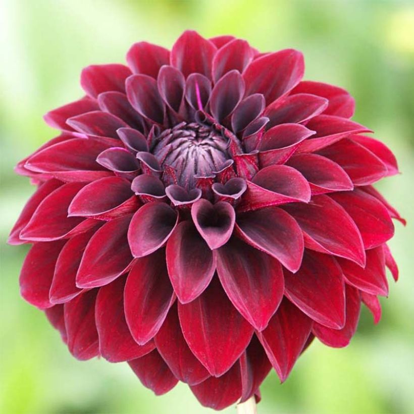 Dalia decorativa Arabian Night (Fioritura)