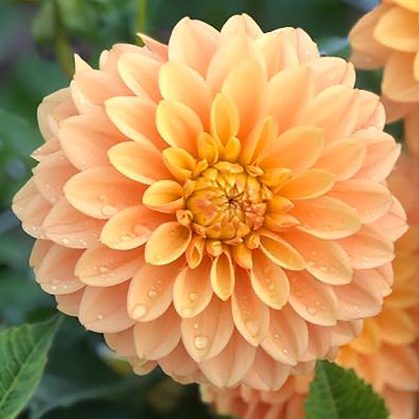 Dalia decorativa Bocherell (Fioritura)