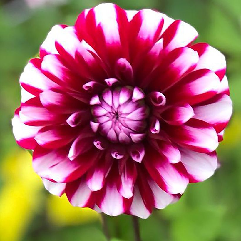 Dalia decorativa Bourbon Street (Fioritura)