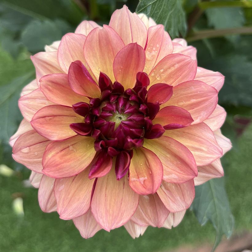Dalia decorativa Crème de Cognac (Fioritura)