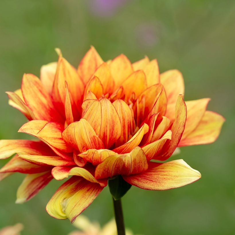 Dalia decorativa Dazzling Sun (Fioritura)