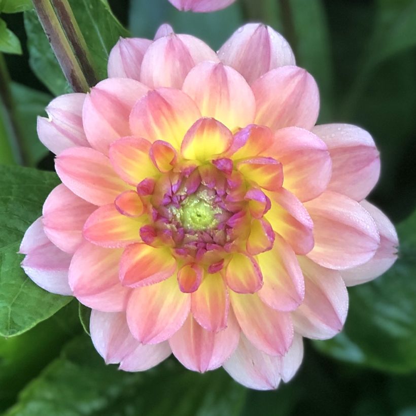 Dalia decorativa Erna Panzer (Fioritura)