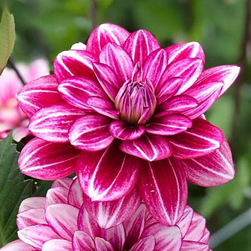 Dalia decorativa Hémisphère (Fioritura)