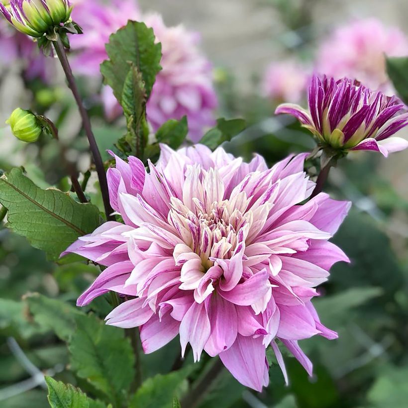 Dalia decorativa Labyrinth Twotone (Fioritura)