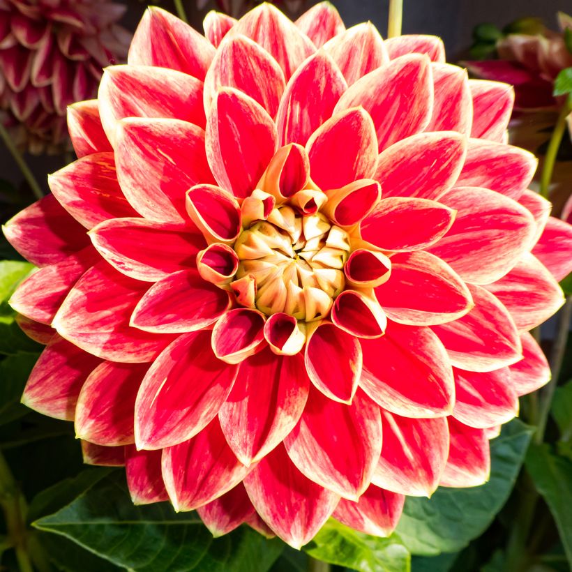 Dalia decorativa Maxime (Fioritura)
