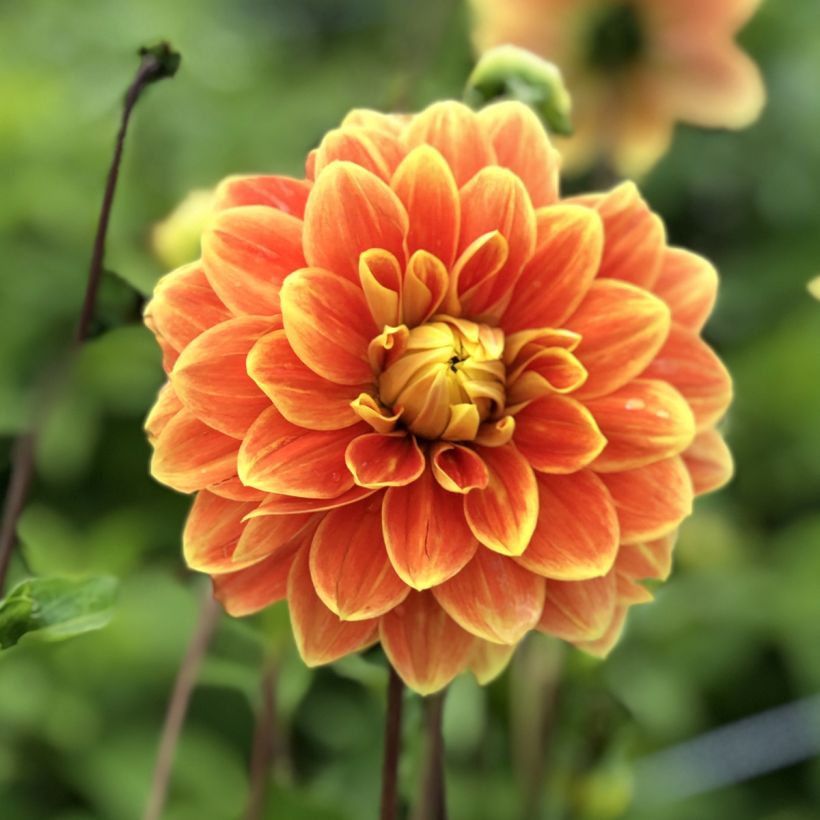 Dalia decorativa Myrthe (Fioritura)