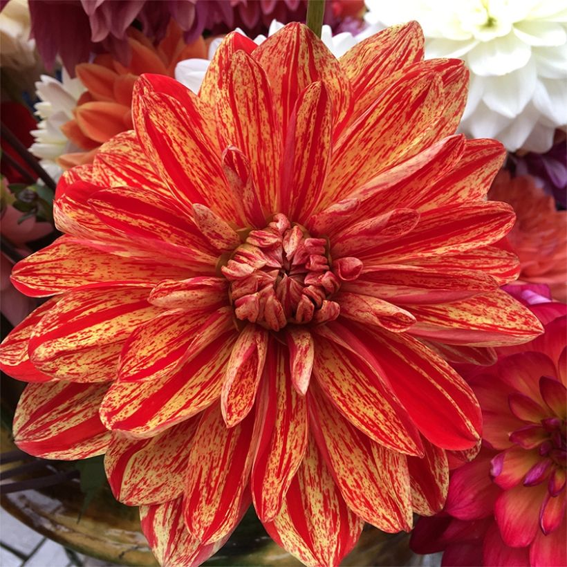 Dalia decorativa Neo (Fioritura)