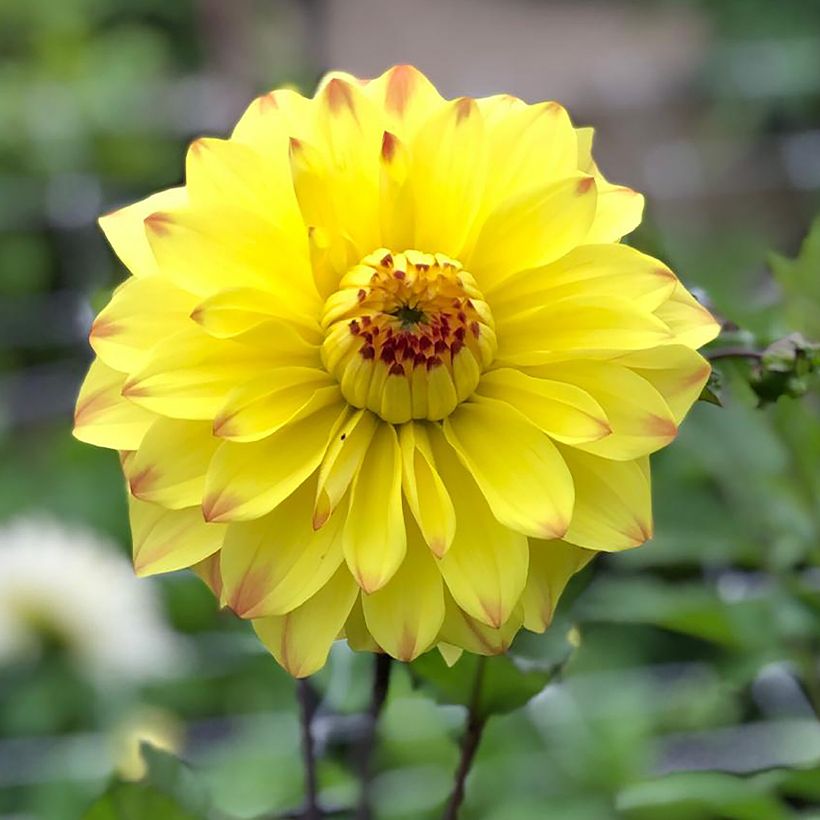Dalia decorativa Parasol (Fioritura)
