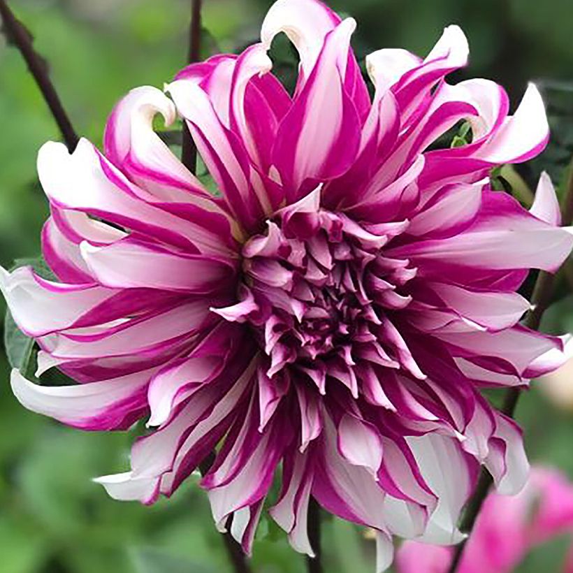 Dalia decorativa Radegast (Fioritura)
