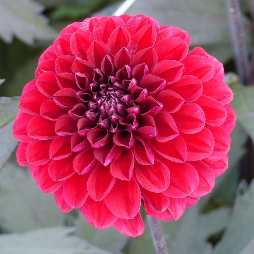Dalia decorativa Seniors Love (Fioritura)