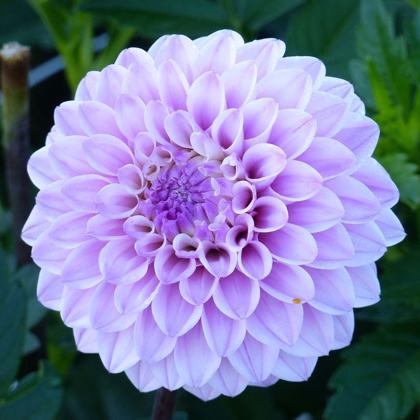 Dalia decorativa Seniors Perfection (Fioritura)
