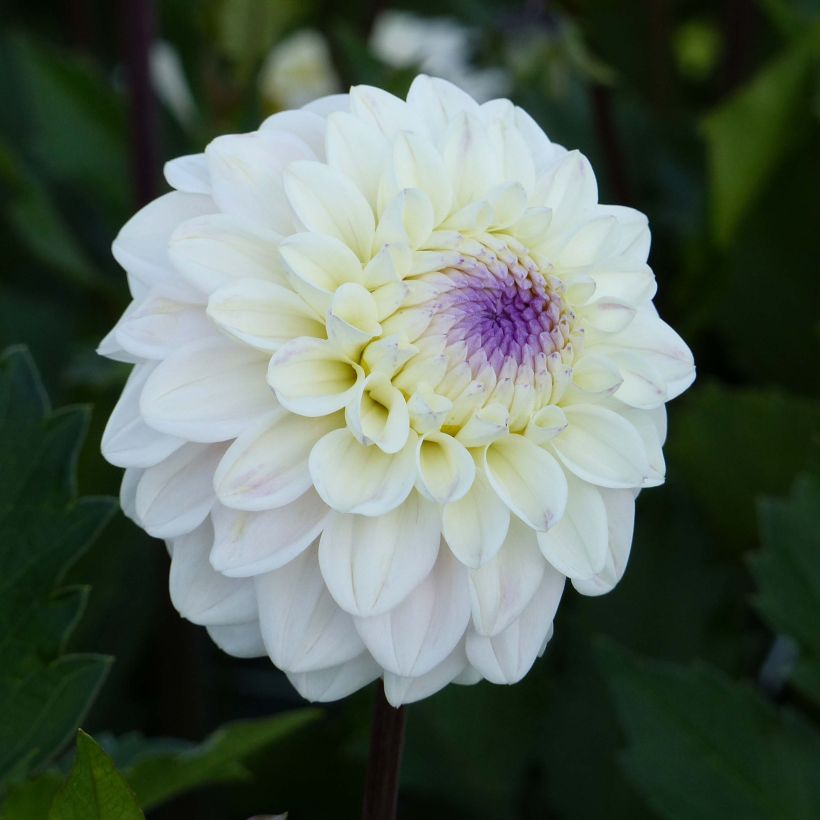 Dalia decorativa Seniors White (Fioritura)