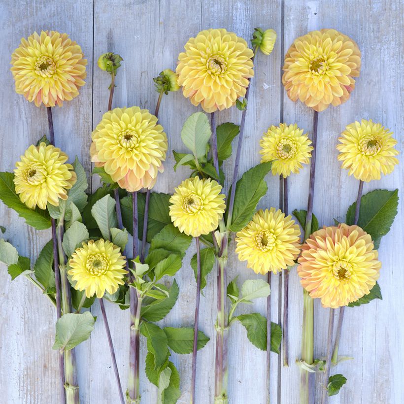 Dalia decorativa Bronze Glory (Fioritura)