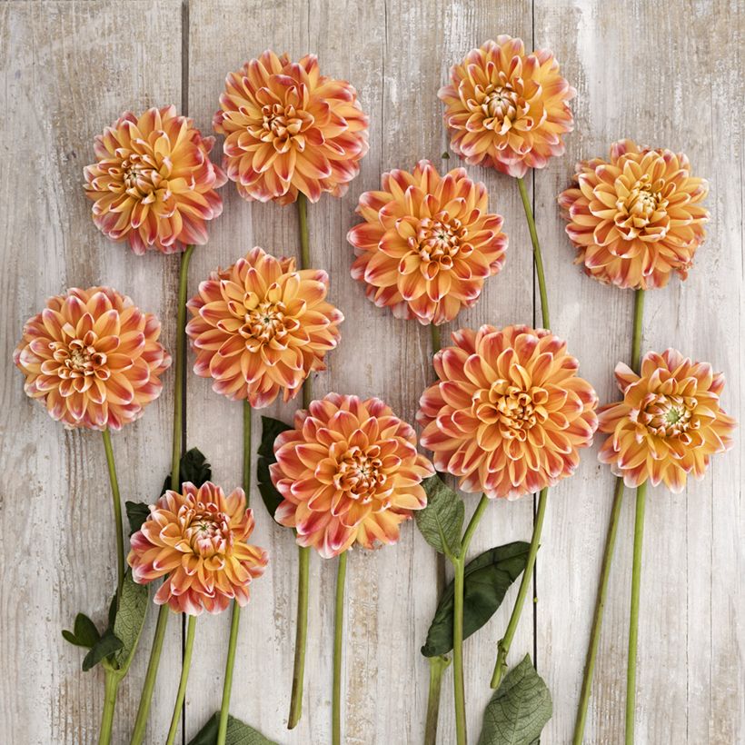 Dalia decorativa Hapet Harmony (Fioritura)