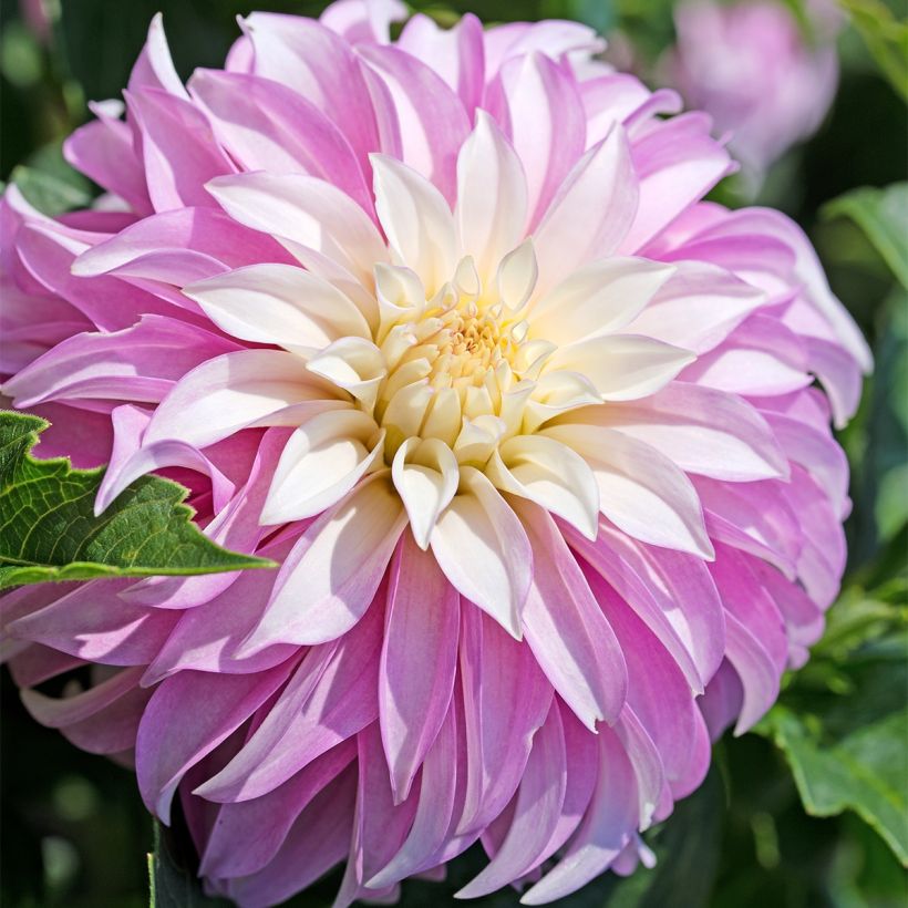 Dalia decorativa Pink Petticoat (Fioritura)