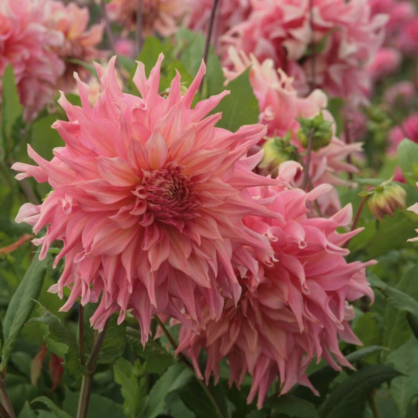 Dalia decorativa Penhill Watermelon (Fioritura)