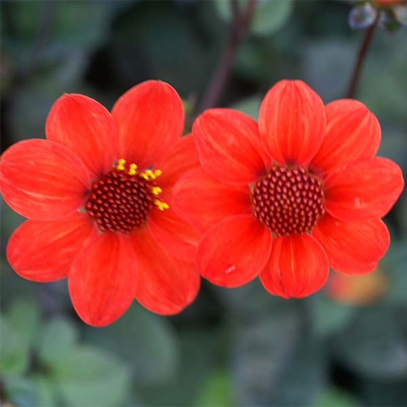 Dalia nana Scura (Fioritura)